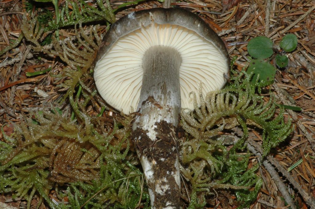 Un Hygrophorus da discutere
